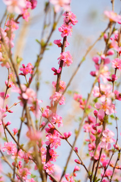 春暖花开