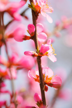 桃花花瓣