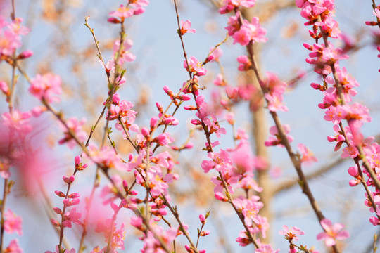 十里桃花