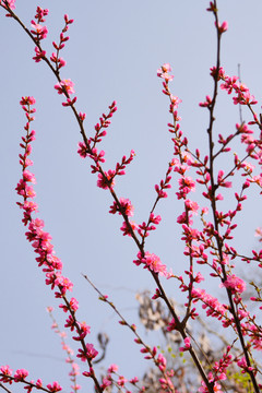 桃花图片