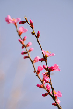 桃花花枝