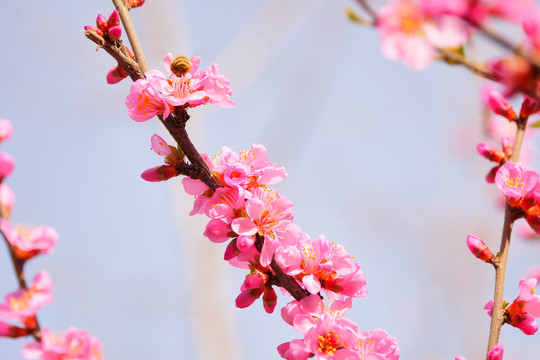 桃花花瓣