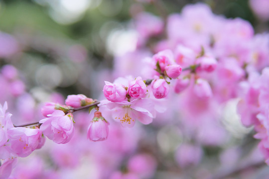 浪漫樱花