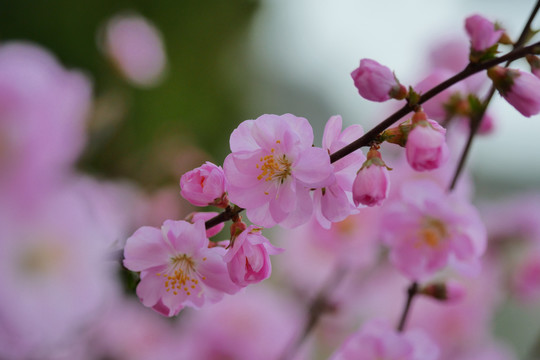 春暖花开