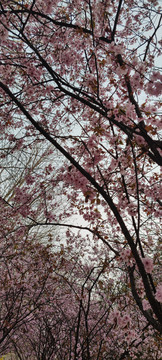 樱花季