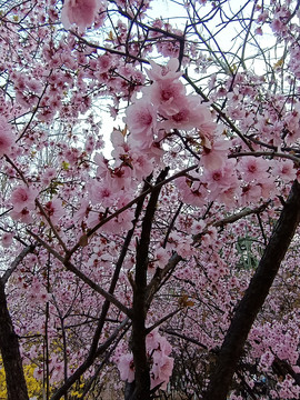 樱花季