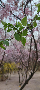 樱花季