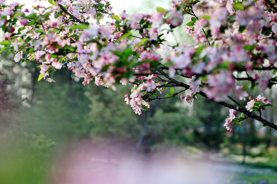 海棠花