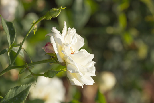 枫叶芦花月季花