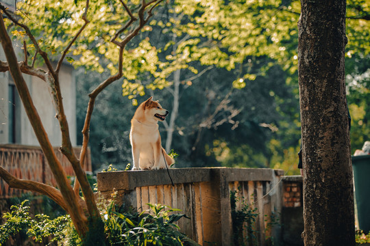 柴犬高清写真