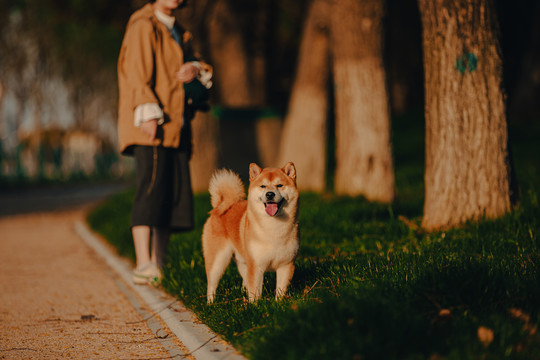 柴犬高清写真