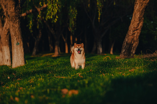 柴犬高清写真