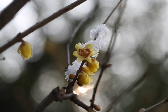 雪梅