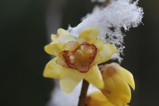 雪梅