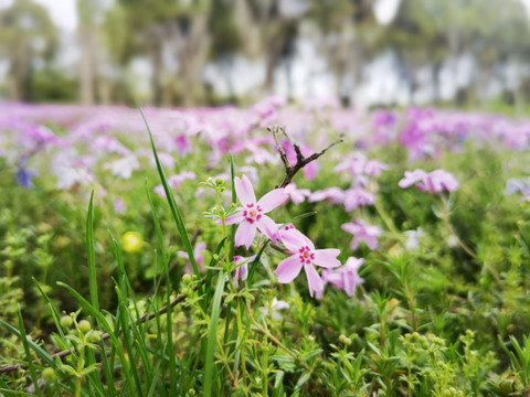 红色的花海