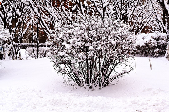 春雪