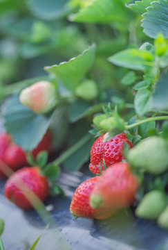 新鲜草莓采摘