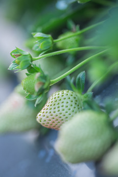 新鲜草莓采摘