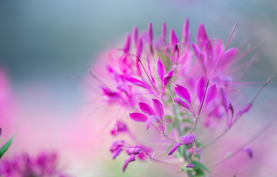 醉碟花紫色花