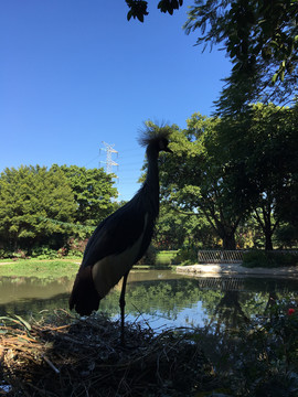 广州长隆飞鸟乐园