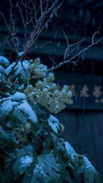 古镇雪景