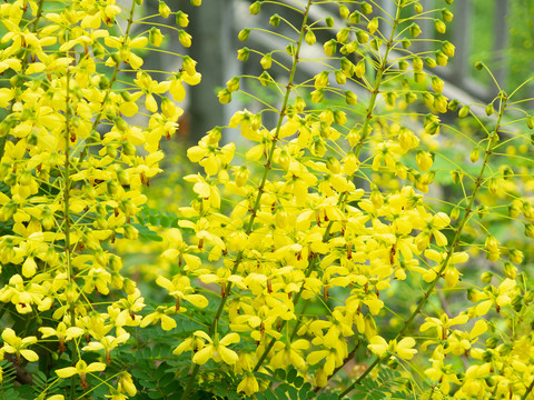 云实的盛花期