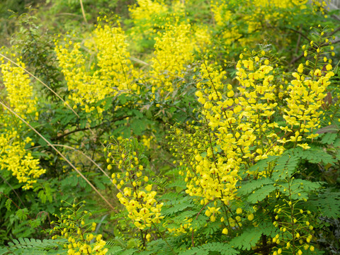 云实的盛花期