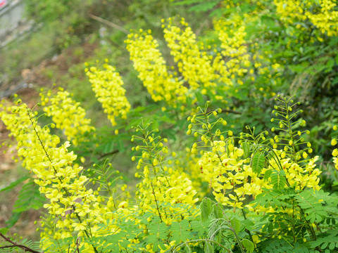 云实的盛花期