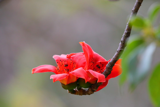 红色木棉花