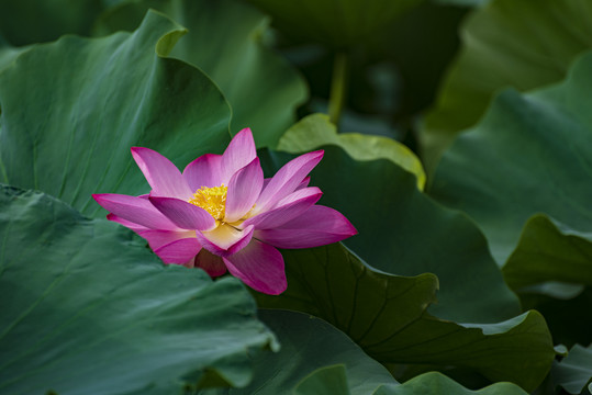 荷花高清图片素材