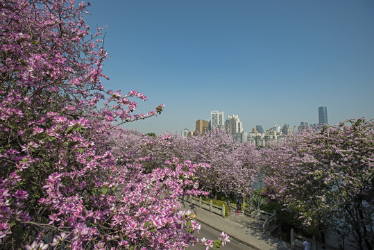 柳州市紫荆花盛开