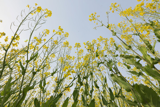 仰望油菜花