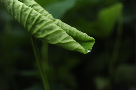 荷叶露珠雨滴