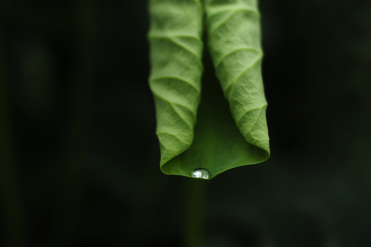 荷叶雨滴