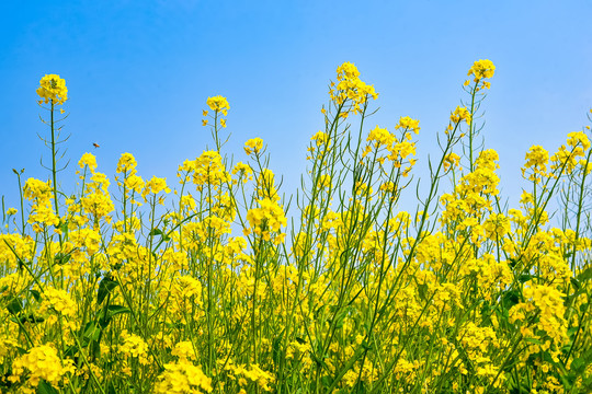 油菜花