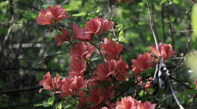 杜鹃花开