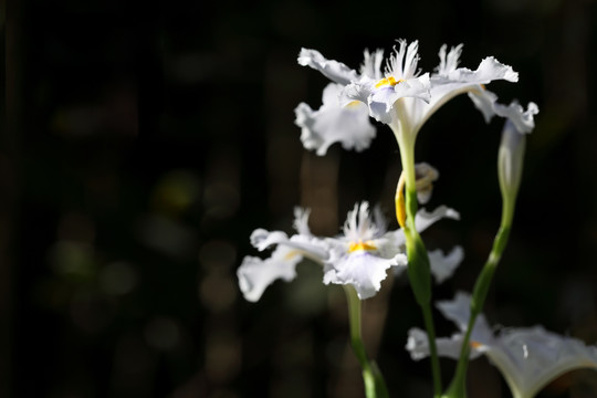 鸢尾花