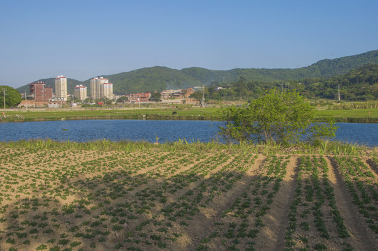 花生地农田风景