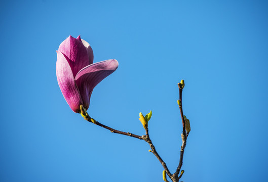 玉兰花