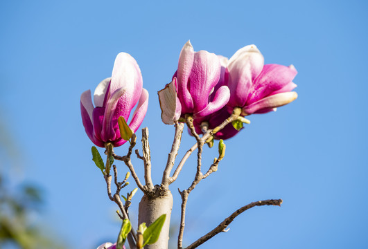 玉兰花