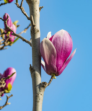 玉兰花