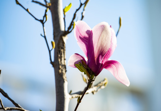 玉兰花