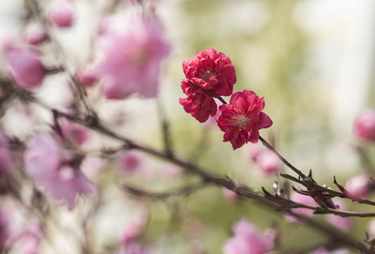 红桃花