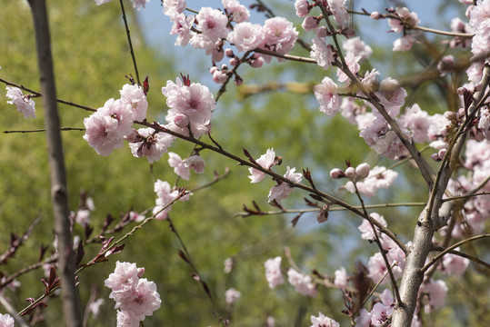 桃花