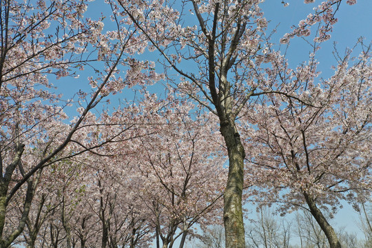 青岛高新区樱花树林