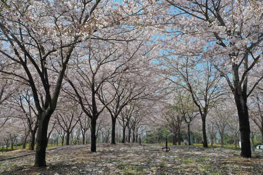 青岛高新区樱花树林