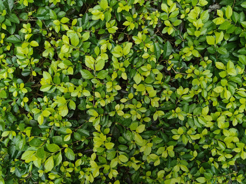 绿植墙叶子密集