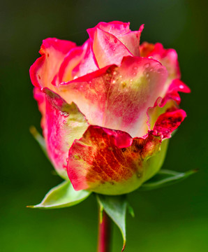 月季花