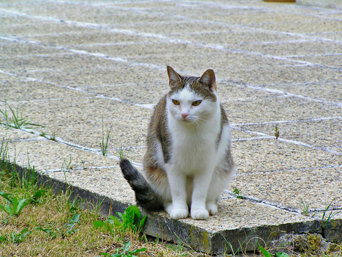 布偶猫与猫咪