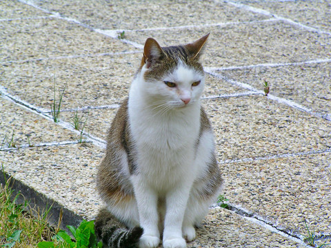 布偶猫与猫咪